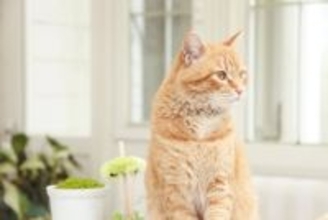 猫の性格は『毛色や模様』によって決まるの？5つのタイプ別の特徴や遺伝の仕組みまで