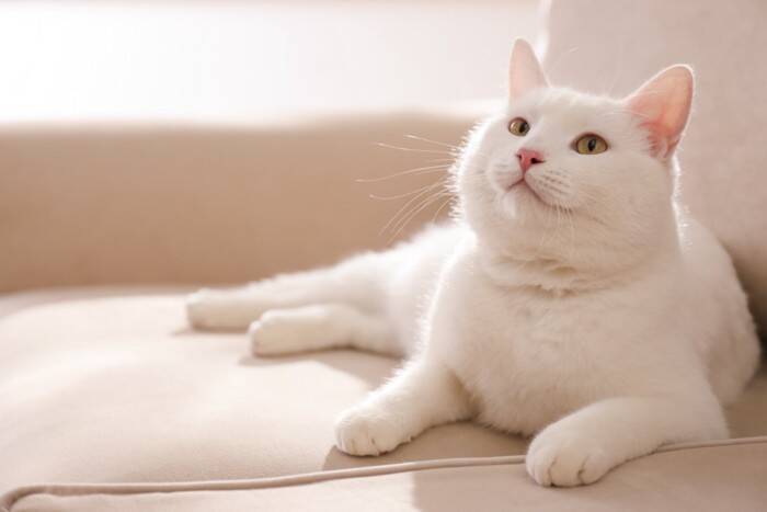 猫の性格は『毛色や模様』によって決まるの？5つのタイプ別の特徴や遺伝の仕組みまで