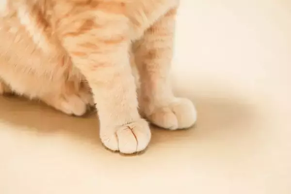 出血を繰り返す猫の足…原因は『皮膚リンパ管の奇形』だった！【獣医師執筆】