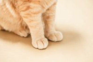 出血を繰り返す猫の足…原因は『皮膚リンパ管の奇形』だった！【獣医師執筆】