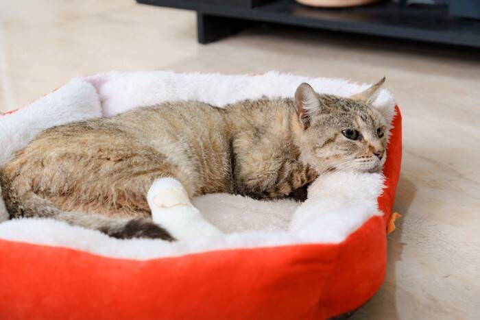 出血を繰り返す猫の足…原因は『皮膚リンパ管の奇形』だった！【獣医師執筆】