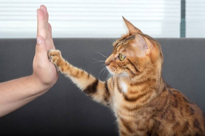 出血を繰り返す猫の足…原因は『皮膚リンパ管の奇形』だった！【獣医師執筆】