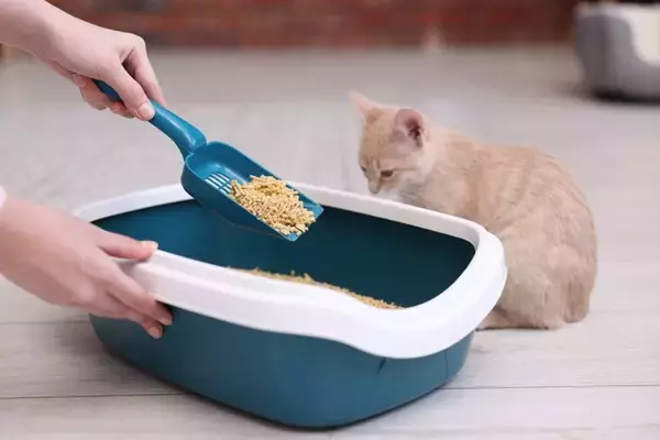 猫が『トイレ掃除を監視』してくるときの理由5つ　なにをチェックしているの？不思議な行動の意味とは