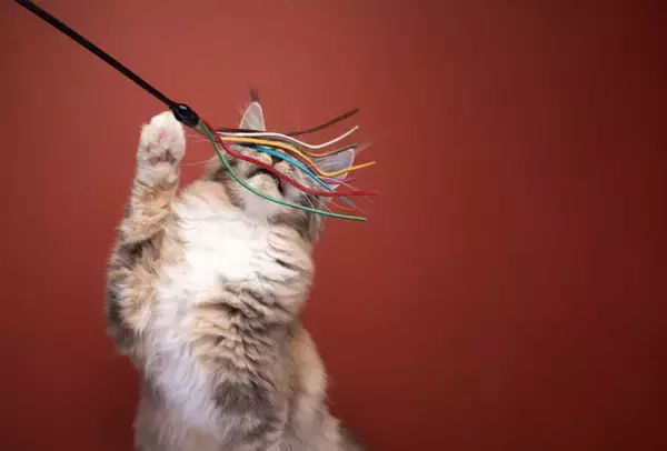 猫を見ていて『野生を忘れている』と確信する瞬間5選　信頼してくれている証？行動の心理もご紹介