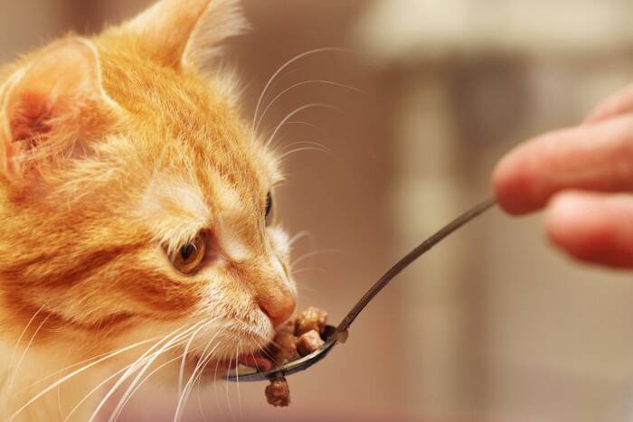猫を見ていて『野生を忘れている』と確信する瞬間5選　信頼してくれている証？行動の心理もご紹介