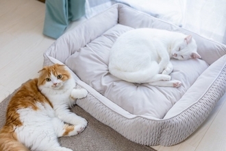 猫に『譲り合いの精神』はあるの？　譲っているように見える5つの場面や行動の意味