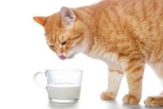 猫に飲ませても『安全な飲み物』3選　水も選び方次第で良し悪しが変わる？