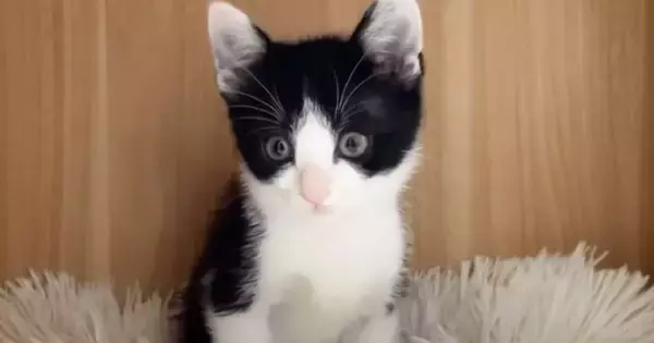 大好きな同居猫と『5時間だけ』離れた子猫→再会すると…尊すぎる『愛が溢れる光景』に「寂しいよね」「甘えん坊な姿にめっちゃキュン」の声