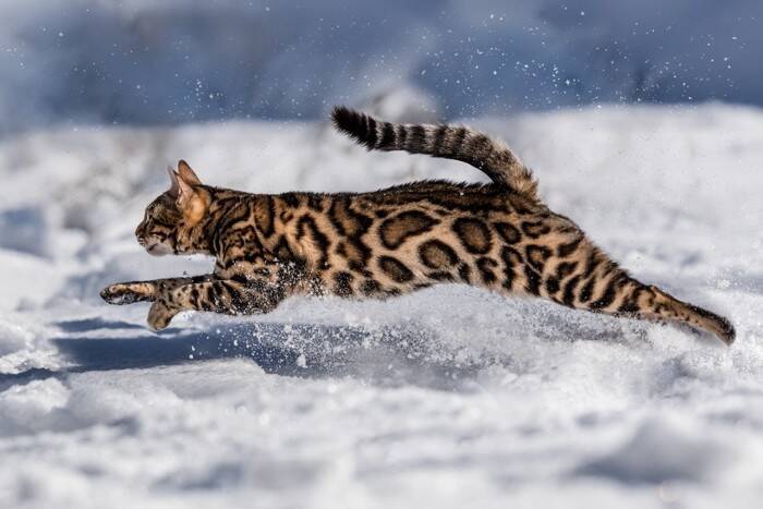 猫が全力で走ったらどのくらい速いの？驚異の速さを誇る理由2つや猫種による違い