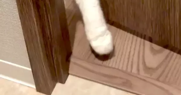 退院から数日→トイレに入ろうとしたら、猫が……可愛すぎてつい笑ってしまう光景に７万いいね「すごい顔ｗ」「赤ちゃんと一緒ｗ」と反響