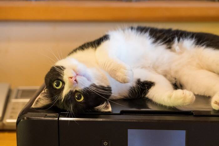 『猫吸い』をするなら守るべきこと3選　愛猫はどんな気持ちなの？注意したいリスクも解説