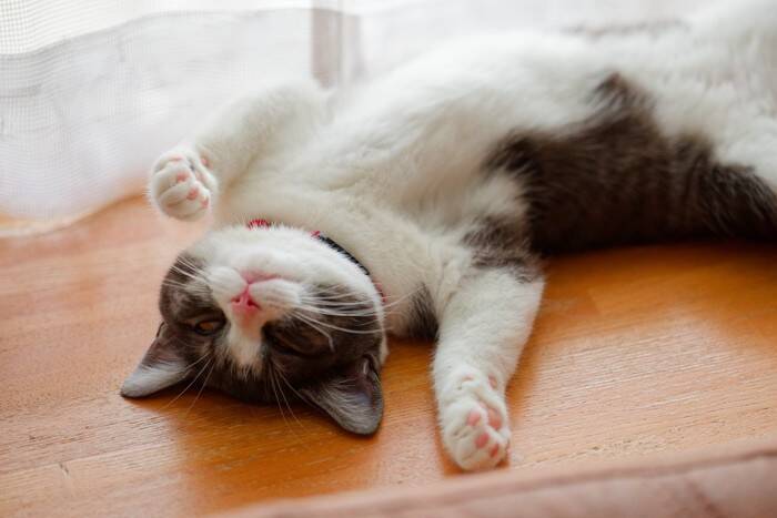 『猫吸い』をするなら守るべきこと3選　愛猫はどんな気持ちなの？注意したいリスクも解説