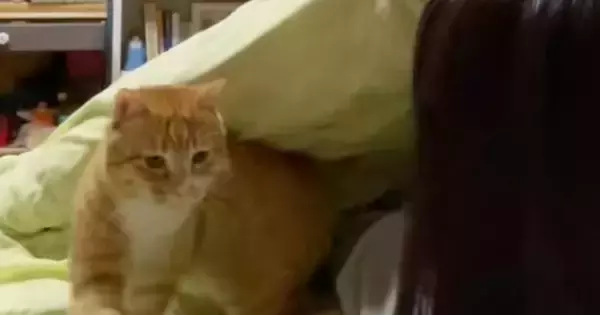 寝る時間になると『ベッドの上にくる猫』→布団をめくってあげると…恋人同士のような『まさかの光景』が142万再生「彼氏やん」「ズルすぎる」