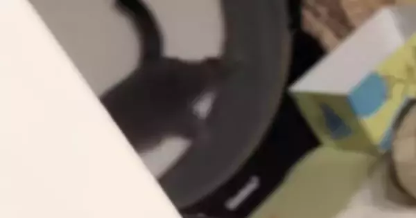 早朝から『キャットホイールを回し始める猫』→見られていることに気づくと…笑ってしまう反応に反響「表情がたまらなく可愛い」「み、みてたな」