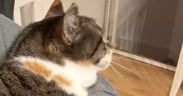 『当たり前のように乗ってくるけど…』大きくなっても『甘え方が変わらない猫』が可愛すぎると２万いいね「幸せの重み」「子供の感覚だよねｗ」