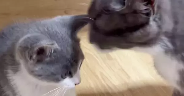 子育て中の母猫→亡くなった我が子そっくりな『保護子猫』と対面した結果…涙あふれる光景が131万再生「無償の愛に感動」「もう号泣した」