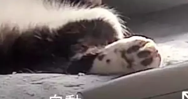 『猫、何してるかな』とペットカメラを覗いたら…まさかの光景に36万いいね「殿っぽい格好してるｗ」「声出して笑ったｗ」と爆笑の声続出