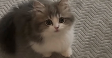 子猫に『ごはん食べる？』と声をかけたら…元気いっぱいな『可愛すぎる反応』が34万再生「会話出来てるのが凄い」「おめめクリクリｗ」