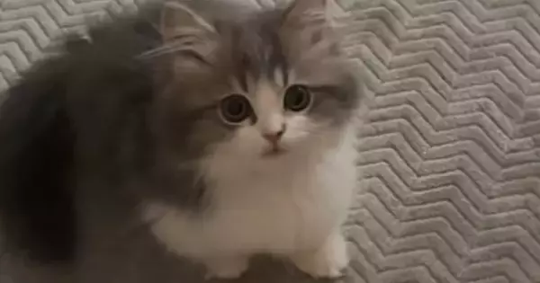 子猫に『ごはん食べる？』と声をかけたら…元気いっぱいな『可愛すぎる反応』が34万再生「会話出来てるのが凄い」「おめめクリクリｗ」