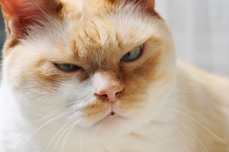 猫があなたに『しかめっ面』をみせるときの理由4つ　不機嫌になっているの？考えられる心理とは