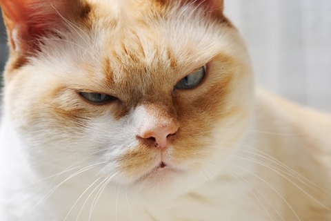 猫があなたに『しかめっ面』をみせるときの理由4つ　不機嫌になっているの？考えられる心理とは