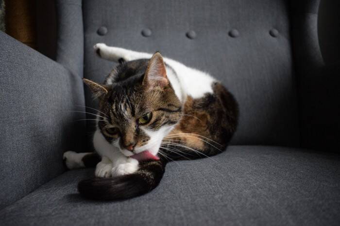 猫の『しっぽを踏んだ』ときに起こること3選　危険なトラブルの可能性から対処法まで