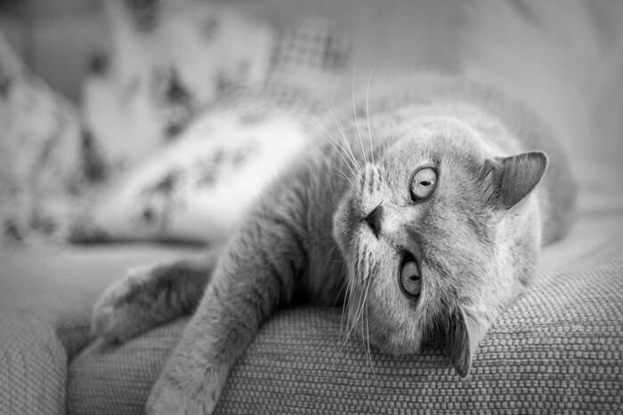 猫を『悲しい気分』にさせてしまう瞬間5選　ショックを受ける理由や適切な接し方