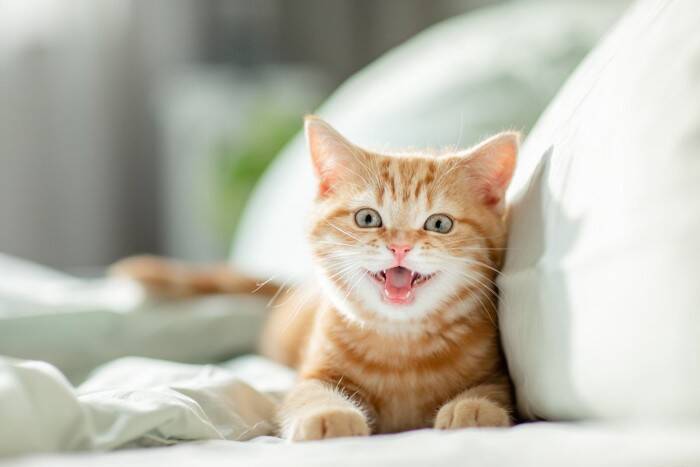 猫があなたに『挨拶している』ときのサイン5つ　信頼されている証？応え方のコツまで