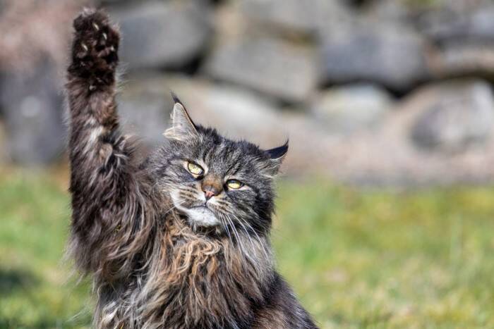 猫があなたに『挨拶している』ときのサイン5つ　信頼されている証？応え方のコツまで