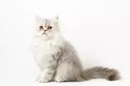 ショック！　「卓越した血統」をひく美しい子猫が医療ミスにより死去　飼い主は病院を相手に訴訟に踏み切る　中国