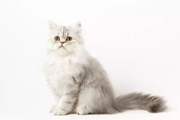ショック！　「卓越した血統」をひく美しい子猫が医療ミスにより死去　飼い主は病院を相手に訴訟に踏み切る　中国