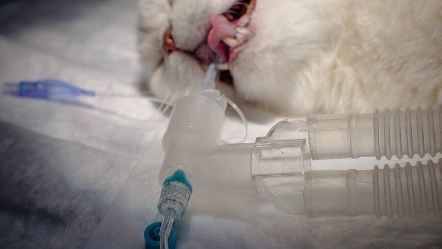 ショック！　「卓越した血統」をひく美しい子猫が医療ミスにより死去　飼い主は病院を相手に訴訟に踏み切る　中国