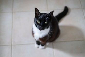 愛猫の『心を傷つける』飼い主の最低な行動5選　信頼を失う理由や関係修復のヒントまで