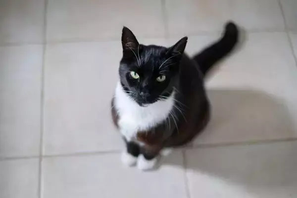 愛猫の『心を傷つける』飼い主の最低な行動5選　信頼を失う理由や関係修復のヒントまで
