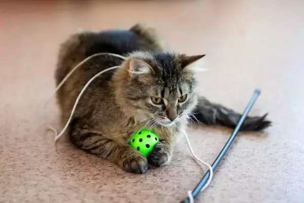 猫が思わず没頭してしまう『ひとり遊び』4選　さまざまなメリットから安全を守るための注意点まで