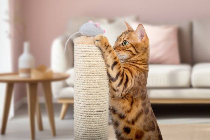 猫が思わず没頭してしまう『ひとり遊び』4選　さまざまなメリットから安全を守るための注意点まで
