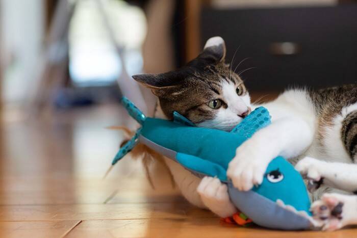 猫が思わず没頭してしまう『ひとり遊び』4選　さまざまなメリットから安全を守るための注意点まで