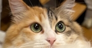 ネコの『おしり』を拭こうとしたら…あまりにも協力的すぎる『まさかのポーズ』に６万いいね「ぜひ教科書に載せよう」「す、すごいｗ」と話題