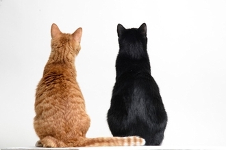 猫が背中を丸めて『猫背』になる理由3つ　役立っている場面や体の仕組みをご紹介