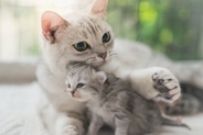 子猫を守るために『8週齢規制』が欠かせない理由2つ　どんなメリットがあるの？理解しておくべき知識も解説