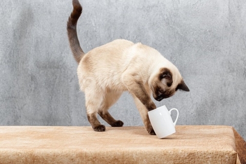 猫が『机の上のものを落としたがる』理由4つ　わざとやっているの？気になる心理も解説