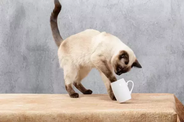 猫が『机の上のものを落としたがる』理由4つ　わざとやっているの？気になる心理も解説