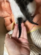 こんなにも小さかった赤ちゃん猫の『しっぽ』が、おとなになった現在は…『感動のビフォーアフター』が66万表示「立派になったね」「は〜尊い」