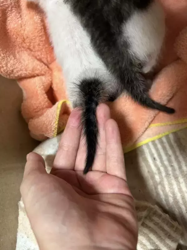 こんなにも小さかった赤ちゃん猫の『しっぽ』が、おとなになった現在は…『感動のビフォーアフター』が66万表示「立派になったね」「は〜尊い」