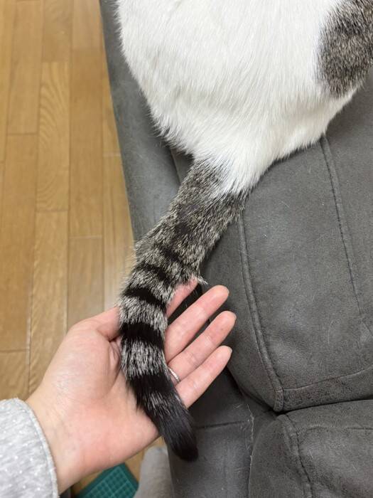 こんなにも小さかった赤ちゃん猫の『しっぽ』が、おとなになった現在は…『感動のビフォーアフター』が66万表示「立派になったね」「は〜尊い」