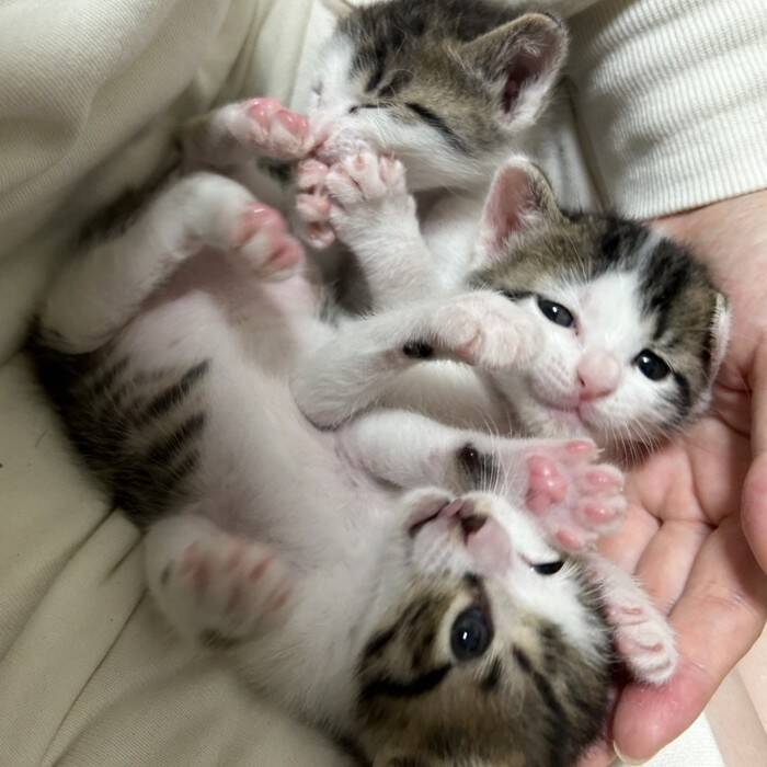 こんなにも小さかった赤ちゃん猫の『しっぽ』が、おとなになった現在は…『感動のビフォーアフター』が66万表示「立派になったね」「は〜尊い」