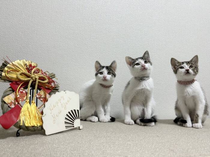 こんなにも小さかった赤ちゃん猫の『しっぽ』が、おとなになった現在は…『感動のビフォーアフター』が66万表示「立派になったね」「は〜尊い」