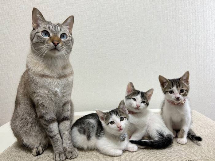 こんなにも小さかった赤ちゃん猫の『しっぽ』が、おとなになった現在は…『感動のビフォーアフター』が66万表示「立派になったね」「は〜尊い」