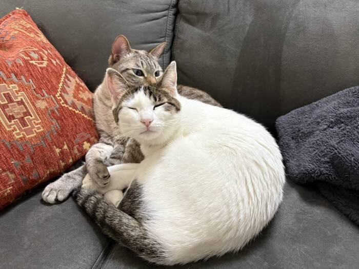 こんなにも小さかった赤ちゃん猫の『しっぽ』が、おとなになった現在は…『感動のビフォーアフター』が66万表示「立派になったね」「は〜尊い」