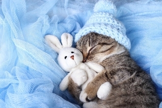 猫にとって『ぬいぐるみ』はどんな存在？考えられる5つの気持ち　友達だと思っている？